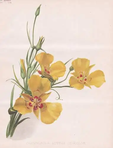 Calochortus Luteus Concolor - Mariposa Lilie yellow mariposa lily / flower Blume flowers Blumen / Pflanze Plan