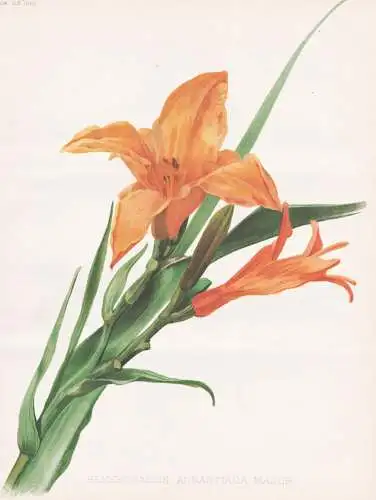 Hemerocallis Aurantiaca Major - Taglilien Taglilie day lily lilies / flower Blume flowers Blumen / Pflanze Pla