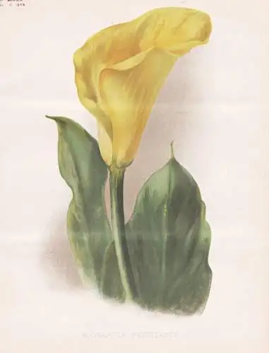 Richardia Pentlandi - Zantedeschia Calla-Lilien lily / Africa Afrika / flower Blume flowers Blumen / Pflanze P