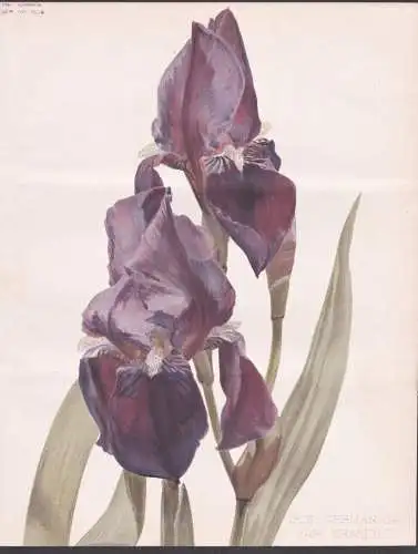 Iris Germanica var. Kharput - Ritter-Schwertlilie German bearded iris / flower Blume flowers Blumen / Pflanze
