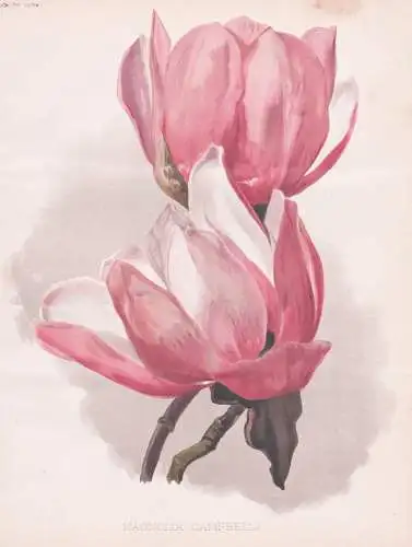 Magnolia Campbelli - Magnolie Magnolien magnolias / flower Blume flowers Blumen / Pflanze Planzen plant plants