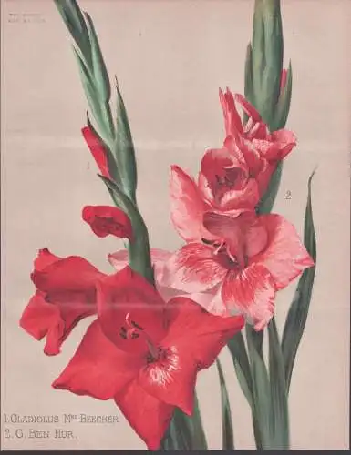 Gladiolus Mrs Beecher - G. Ben Hur - Gladiolen Schwertblume sword lily / flower Blume flowers Blumen / Pflanze