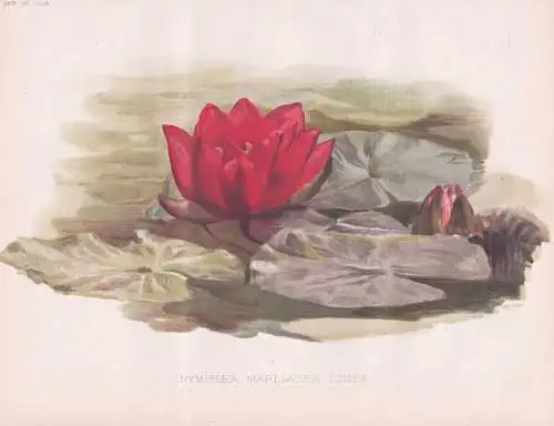 Nymphaea Marliacea Ignea - Seerose water lily / Wasserpflanze water plant / flower Blume flowers Blumen / Pfla