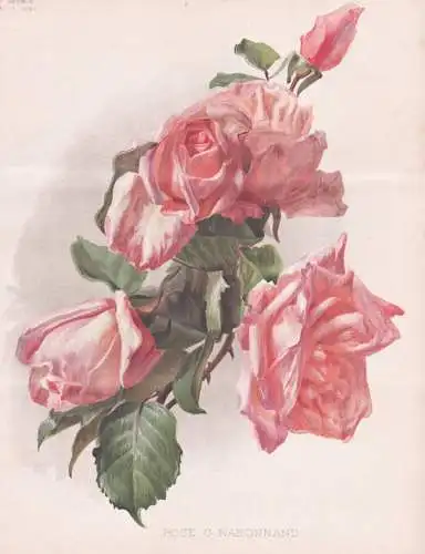 Rose G. Nabonnand - Rose Rosen roses Rosa / flower Blume flowers Blumen / Pflanze Planzen plant plants / botan