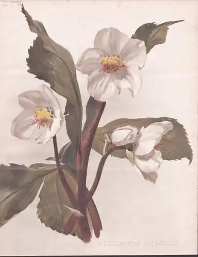 Helleborus Altifolius - Christrose hellebore Christmas rose / flower Blume flowers Blumen / Pflanze Planzen pl