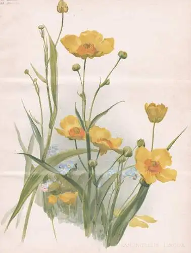 Ranunculus Lingua - Hahnenfuß buttercup / flower Blume flowers Blumen / Pflanze Planzen plant plants / botani