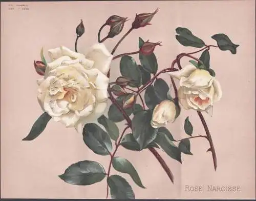 Rose Narcisse - Rose Rosen roses Rosa / flower Blume flowers Blumen / Pflanze Planzen plant plants / botanical