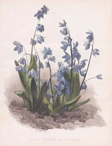 Scilla Sibirica Multiflora - Blaustern squill Szilla Blausternchen / flower Blume flowers Blumen / Pflanze Pla