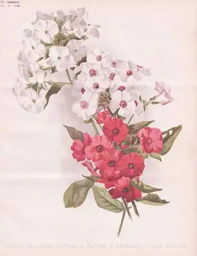 Three Phloxes: Etna - Gloire d'Orleans - Ada Louisa - Phlox Flammenblumen / flower Blume flowers Blumen / Pfla