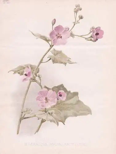 Sphaeralcea (Malva) Abutiloides - Wüstenmalve Malve mallow / flower Blume flowers Blumen / Pflanze Planzen pl