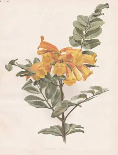 Tecoma Smithi - Gelber Trompetenbaum trumpetbush Yellow Bells / flower Blume flowers Blumen / Pflanze Planzen