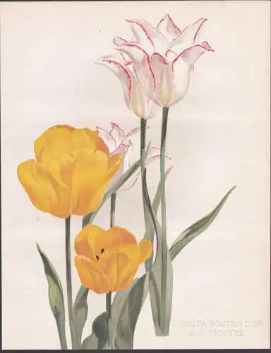 Tulipa Bouton d'Or - T. Picotee - Tulpe tulip Tulpen tulips / flower Blume flowers Blumen / Pflanze Planzen pl