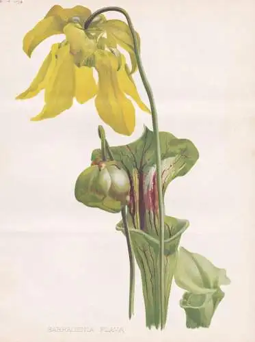 Sarracenia Flava - yellow pitcherplant Gelbe Schlauchpflanze carnivorous plant / Virgina Florida North America
