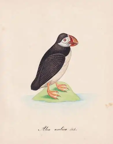 Alca arctica - Papageitaucher puffin / Vögel birds oiseaux Vogel bird / Tiere animals animaux / Zoologie zool