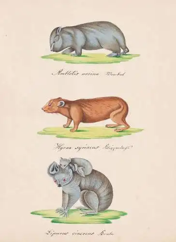 Amblotis ursina / Hyrax syriacus / Lipurus cinereus - Wombat Rock hyrax Klippschliefer Koala bear / Tiere anim