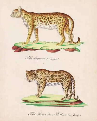 Felis Leopardus / Felis Pardus - Leopard Panther Panter / big cats Raubkatzen / Tiere animals / Zeichnung draw