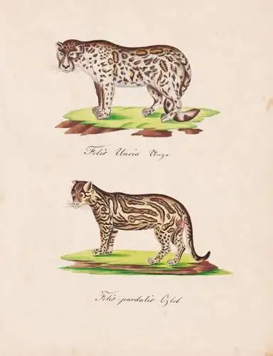 Felis Uncia / Felis pardalis - Schneeleopard Unze ounce snow leopard Ozelot ocelot / Tiere animals / Zeichnung