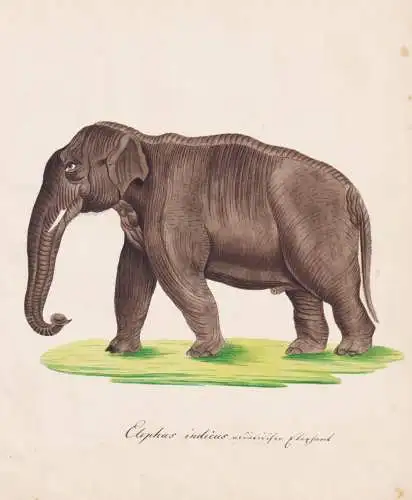 Elephas indicus - Indischer Elefant Indian elephant / Tiere animals / Zeichnung drawing dessin