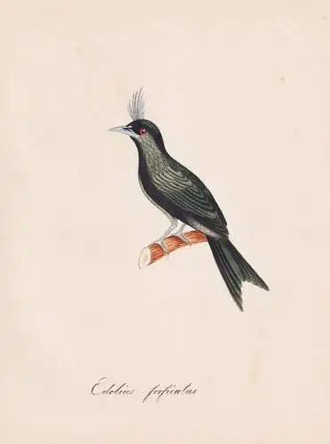 Edolius forticatus - Trauerdrongo African drongo / Vogel bird oiseau Vögel bird oiseux / Tiere animals animau