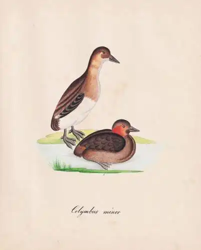 Colymbus minor - Zwergtaucher grebe / Vögel birds oiseaux Vogel bird / Tiere animals animaux / Zoologie zoolo
