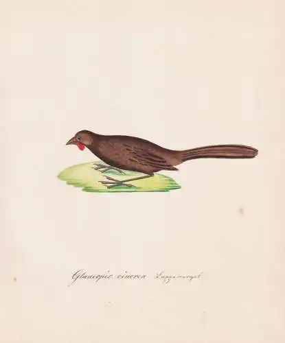 Glaucopis cinerea - orange-wattled crow Lappenkrähe South Island Kokako / Vogel bird oiseau Vögel bird oiseu