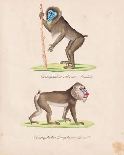Cynocephalus Mormon / Cynocephalus leucophaeus - Primate monkeys Affen / Mandrill Drill / Tiere animals animau