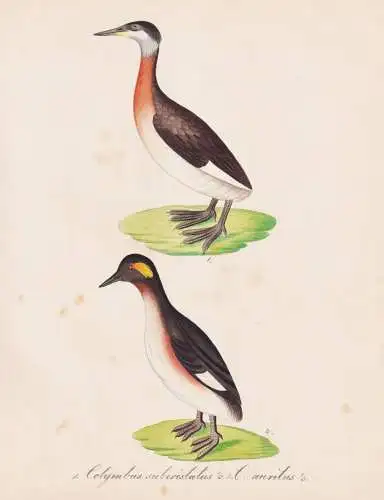 Colymbus subcristatus. C. auritus - Rothalstaucher Red-necked grebe Horned grebe Ohrentaucher / Vögel birds o