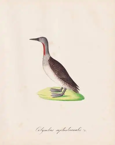 Colymbus septentrionalis - Red-throated loon Sterntaucher / Vögel birds oiseaux Vogel bird / Tiere animals an