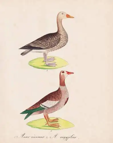 1. Anser cinereus. 2. A. aegyptius - Greylag goose geese Gans / Vögel birds oiseaux Vogel bird / Tiere animal