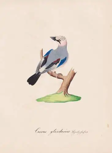 Corvus glandarius - Eichelhäher Eurasian jay / Vogel bird oiseau Vögel bird oiseux / Tiere animals animaux /