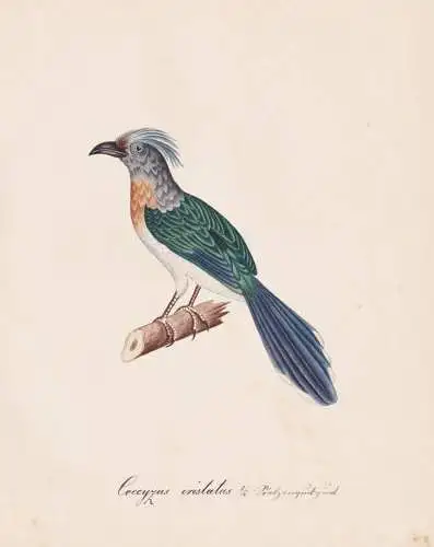 Coccyzus cristatus - Kuckuck cuckoo / Vogel bird oiseau Vögel bird oiseux / Tiere animals animaux / Zoologie