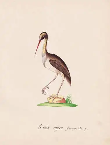 Ciconia nigra - Black stork Schwarzstorch / Vögel birds oiseaux Vogel bird / Tiere animals animaux / Zoologie