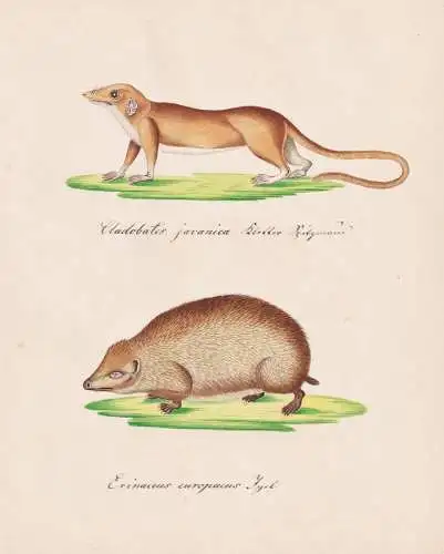 Cladobates javanica / Erinaceus europaeus - Igel hedgehog / Tiere animals / Zeichnung drawing dessin