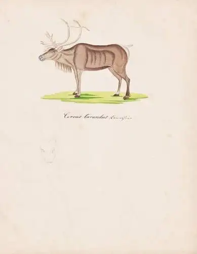 Cervus tarandus - Rentier Ren reindeer caribou Karibu / Tiere animals / Zeichnung drawing dessin