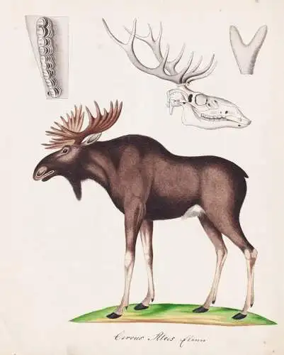 Cervus Alces - Elch moose elk / Tiere animals / Zeichnung drawing dessin