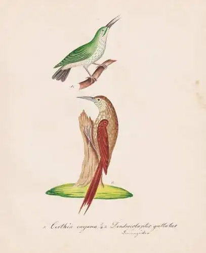 Certhia cayana / Dendrocolaptes guttatus - Baumläufer treecreepers buff-throated woodcreeper  / Vogel bird oi