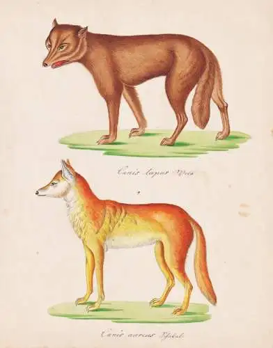 Canis lupus / Canis aureus - Wolf Goldschakal golden jackal / Tiere animals / Zeichnung drawing dessin