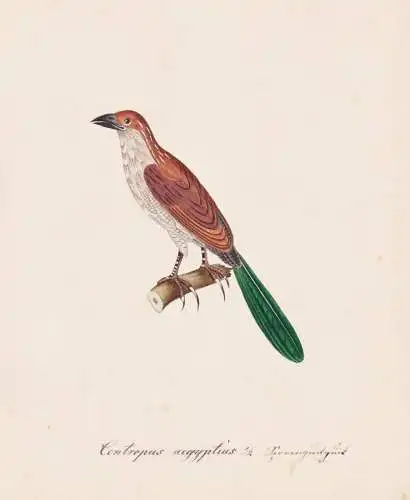 Centropus aegyptus - Senegal-Spornkuckuck Senegal coucal / Vogel bird oiseau Vögel bird oiseux / Tiere animal