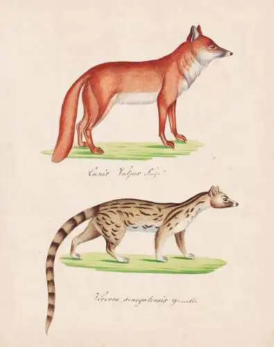 Canis vulpes / Viverra senegalensis - Fuchs fox genet Kleinfleck-Ginsterkatze / Tiere animals
