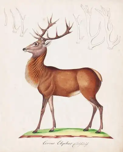 Cervus Elephas - Rothirsch Rotwild red deer / Jagd hunting / Tiere animals / Zeichnung drawing dessin