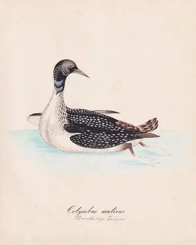 Colymbus arcticus - Prachttaucher Black-throated loon / Vögel birds oiseaux Vogel bird / Tiere animals animau