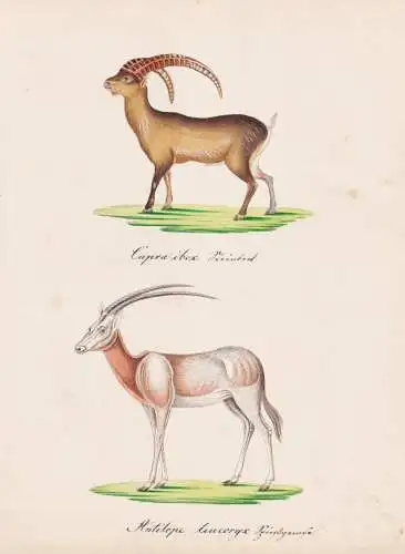 Capra Ibex / Antilope leucoryx - Alpensteinbock Steinbock Alpine ibex Weiße Oryx white oryx / Tiere animals /