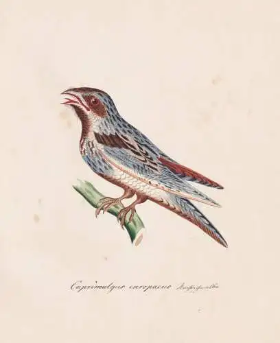 Caprimulgus europaeus - Ziegenmelker nightjar Nachtschwalbe goatsucker / Vogel bird oiseau Vögel bird oiseux