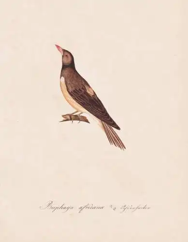 Buphaga africana - oxpeckers Madenhacker / Vogel bird oiseau Vögel bird oiseux / Tiere animals animaux / Zool