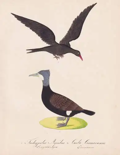 1. Tachypetes Aquilus. / 2. Carbo Cormoranus - Fregattvogel Frigatebird Kormoran cormorant / Vögel birds oise