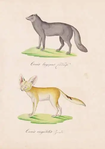 Canis lagopus / Canis megalotis - Polarfuchs Arctic fox snow fox Löffelhund bat-eared fox / Tiere animals / Z