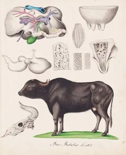 Bos Bubalus - Büffel buffalo / Anatomie anantomy / Tiere animals / Zeichnung drawing dessin