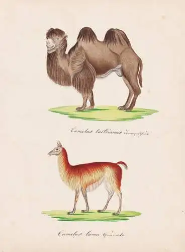 Camelus bactrianus / Camelus Lama - Zweihöckriges Kamel camel Lama llama Trampeltier / Tiere animals / Zeichn