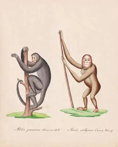 Ateles paniscus / Simia satyrus - Rotgesichtklammeraffe Red-faced spider monkey Orangutan Orang-Utans ape apes