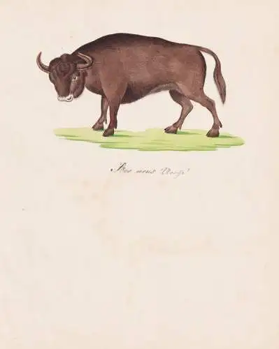 Bos Urus - Auerochse Ur aurochs / Tiere animals / Zeichnung drawing dessin